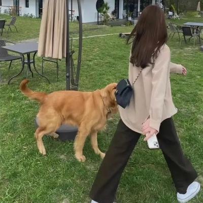 长颈鹿返学啦!